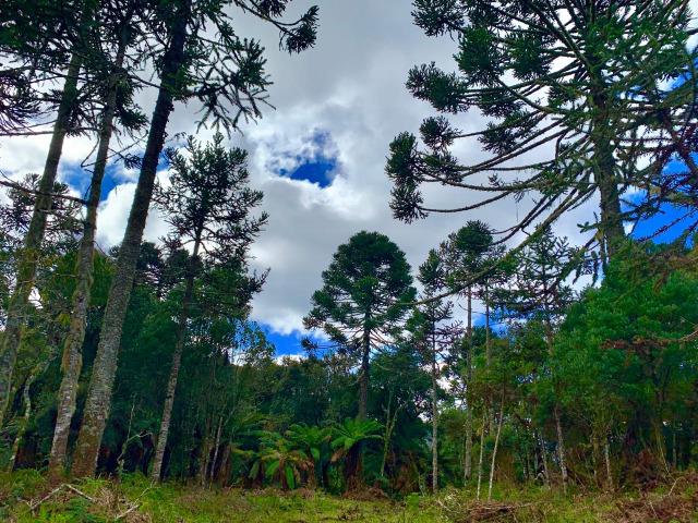 Urubici Chácaras/ sitios em Urubici/ terrenos em Urubici - Foto 13