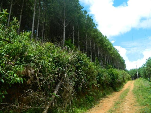 Floresta de Pinus - Foto 12