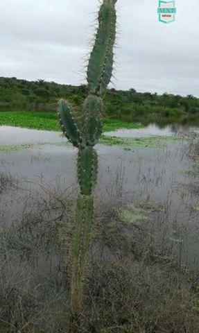 Ótima fazenda no Distrito de Serrolândia - Foto 7