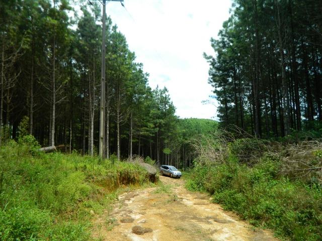 Floresta de Pinus - Foto 3