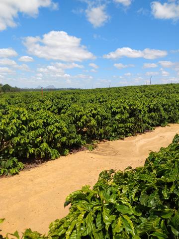Fazenda de café ES - Foto 4