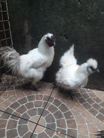 Galinha sedosa do japão 150,00reais o casal