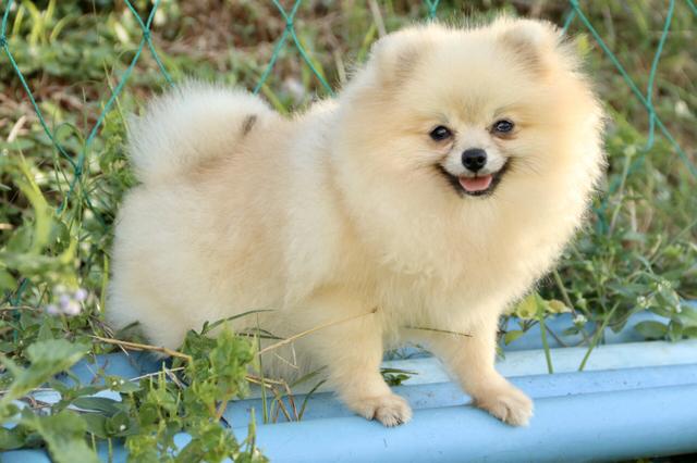 Ele Cabe dentro bolsa NÃO CRESCE MAIS LULU DA POMERANIA