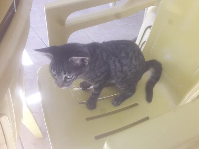 Gatinho - Foto 5