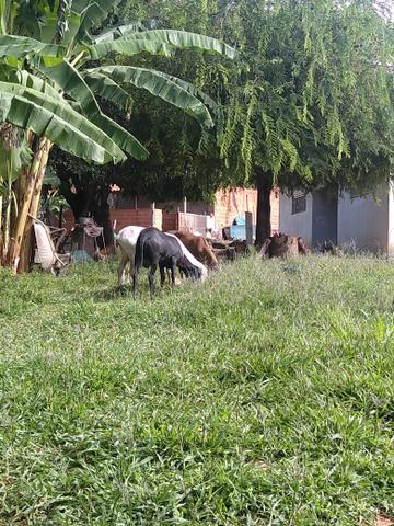 Ovelhas e carneiros - Foto 6
