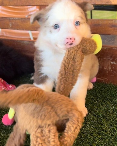 Border Collie a primeira mais inteligente do mundo  