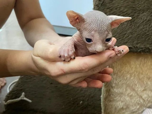 sphynx lindos filhotes 4.500