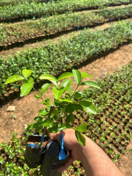 Mudas de acerola junco  - Foto 5