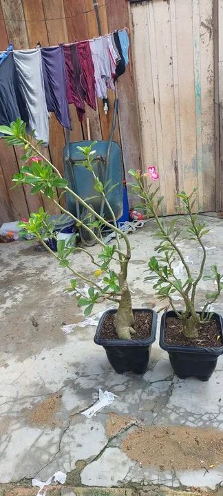 Vende-se ross do deserto  - Foto 3