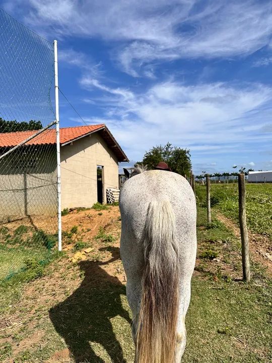 Cavalo meio sangue mangalarga  - Foto 2