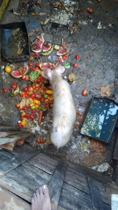 Porco  para venda - Foto 2