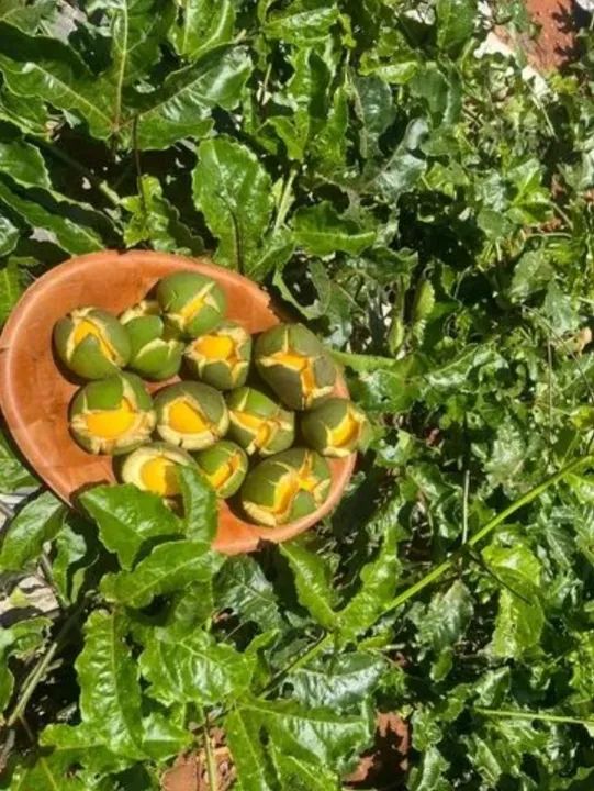 Excelente chácara 3,24 hect. c/ estrutura e formada para plantação! Direto c/ proprietário - Foto 15