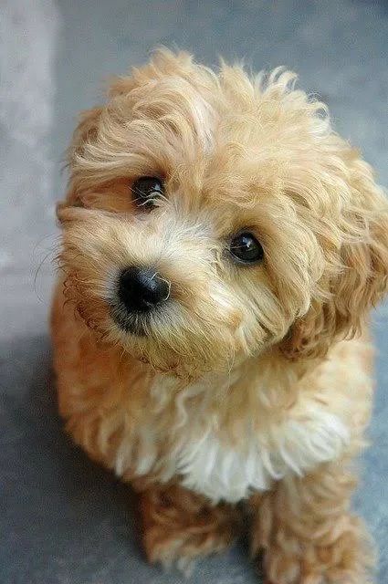 Filhote de maltês com poodle caminha brinde zap (85)99990.2592
