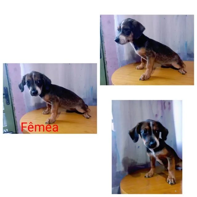 Doação de filhotes de cachorro - Foto 2