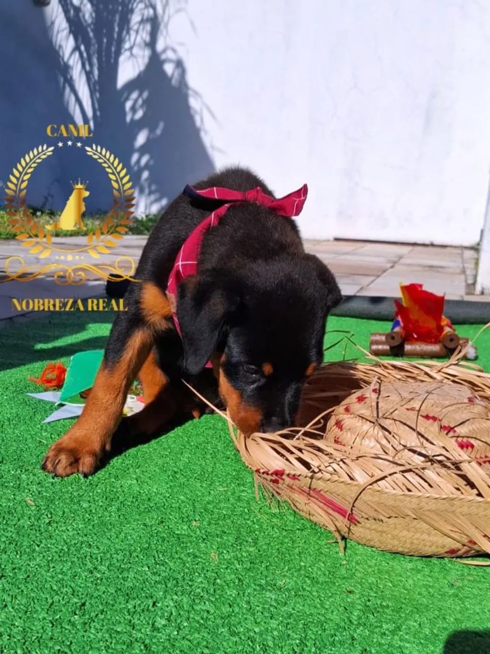 Rottweiler Macho do @CanilNobrezaReal - Foto 4
