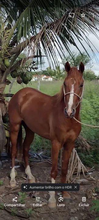 Cavalo Mangalarga Marchador