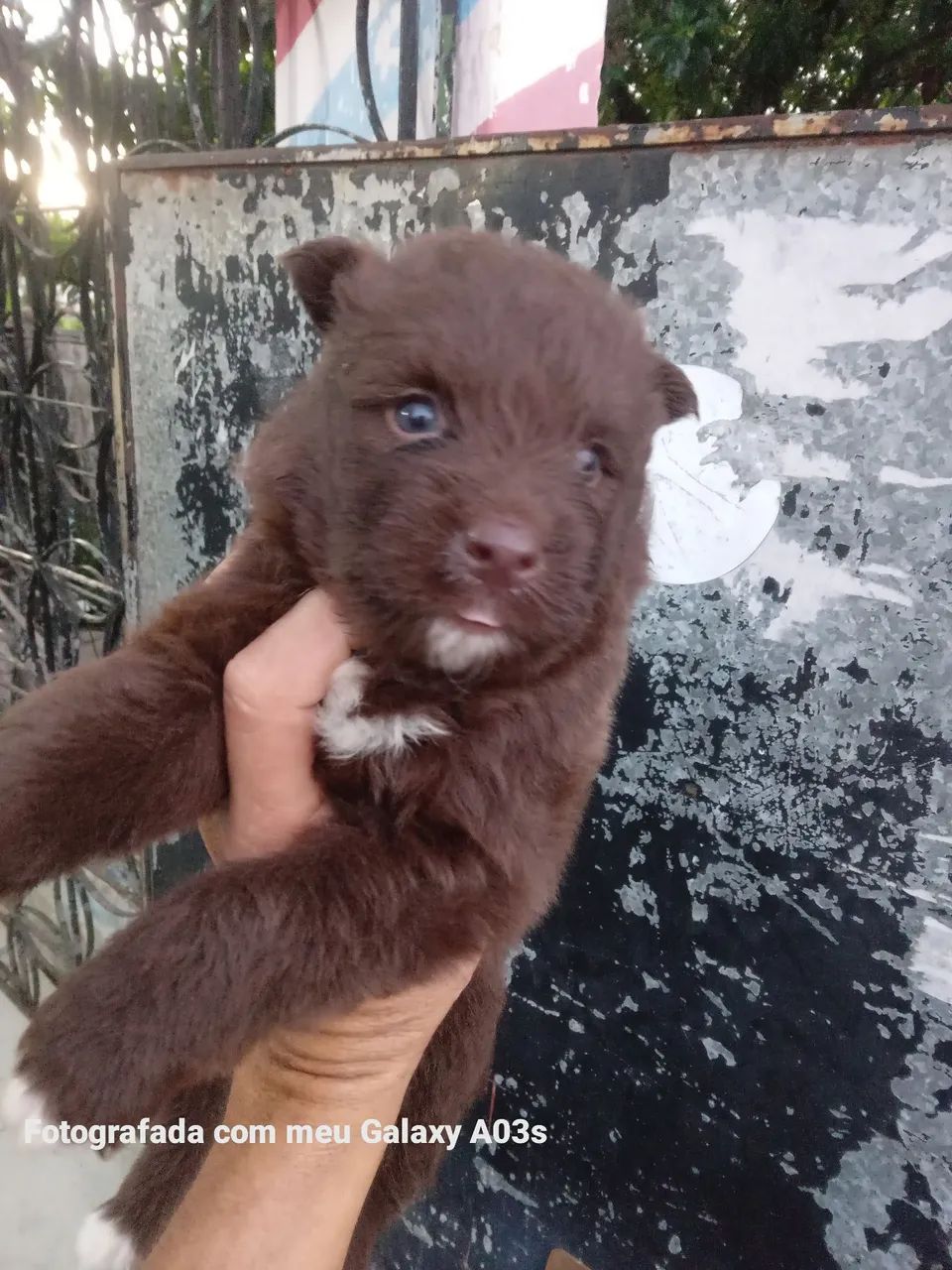 Filhotes de husky raros mostky Red chocolate exótico  - Foto 5