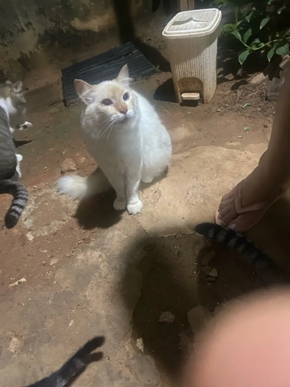 Gato lindíssimo