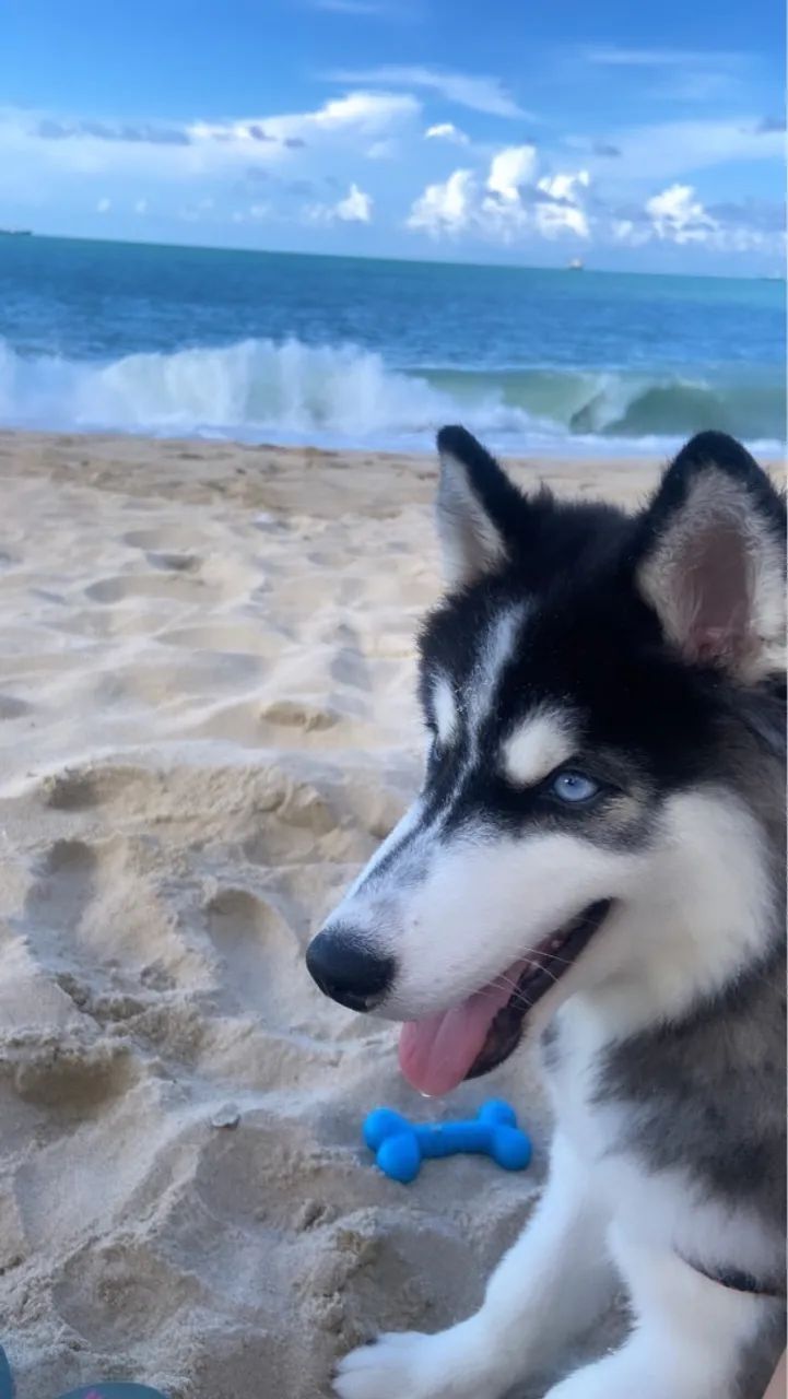 Husky Siberiano para adoção - Foto 2