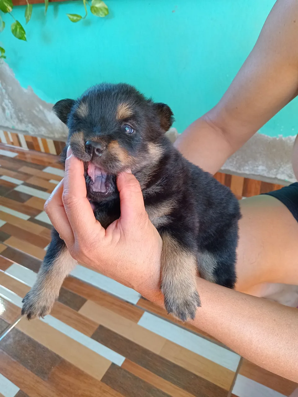 Filhotes de chow chow femea