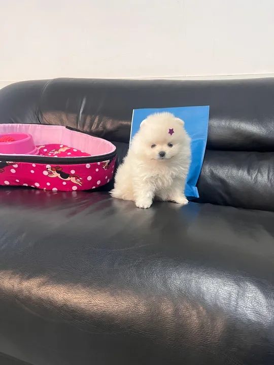 Filhote de Spitz Alemão