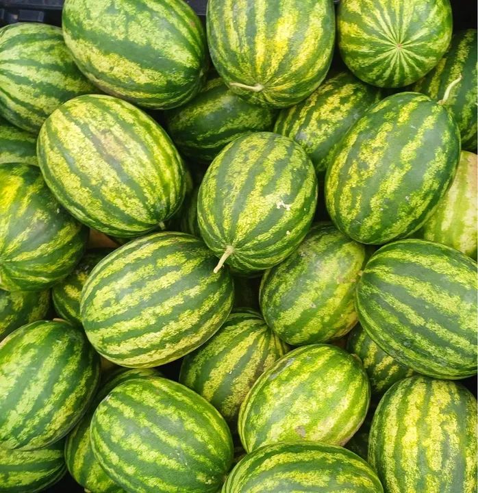 Melancias deliciosas para venda tanto no varejo quanto atacado 