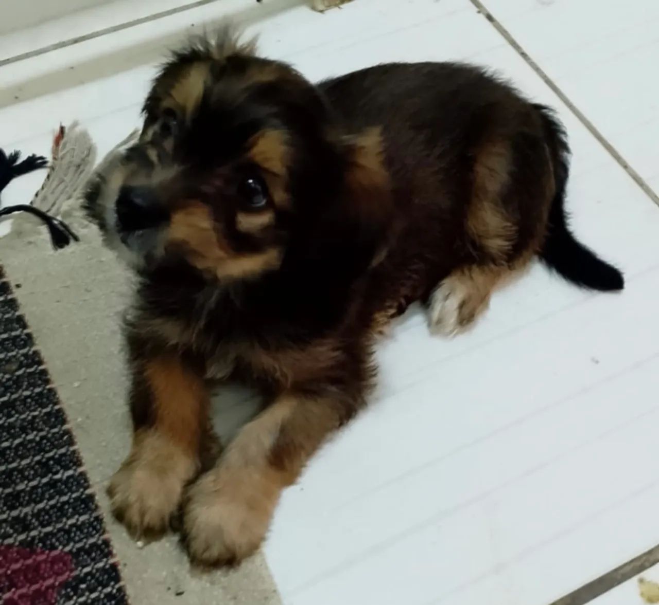VENDE-SE UMA CADELA DE RAÇA LHASA APSO - Foto 3