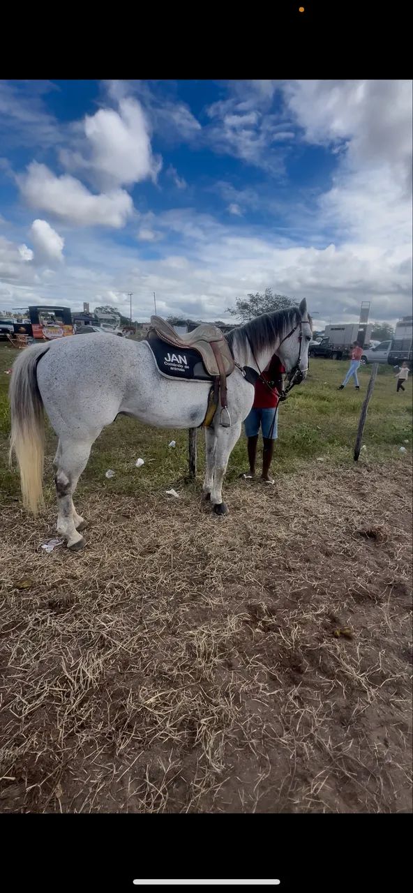 Cavalo de Vaquejada correndo de direita à venda - Foto 4