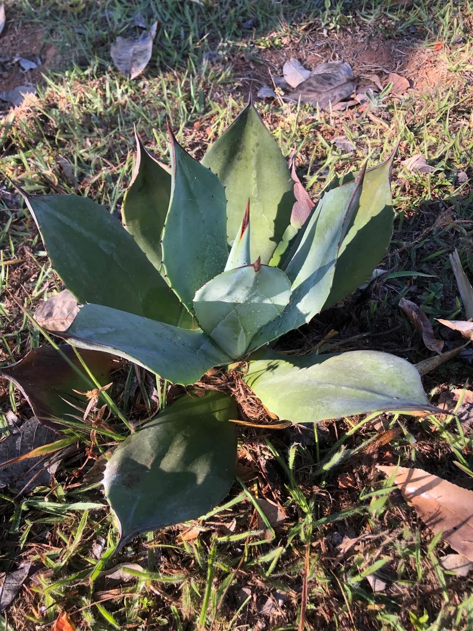 Mudas de Gávea Azul - Foto 4