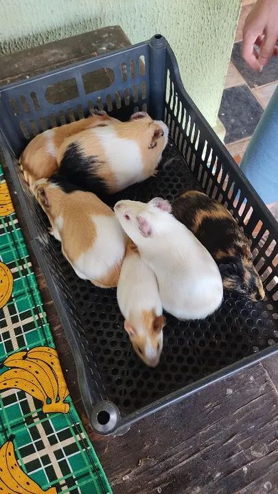 Porquinhos da Índia ( LEIA O ANÚNCIO) - Foto 4