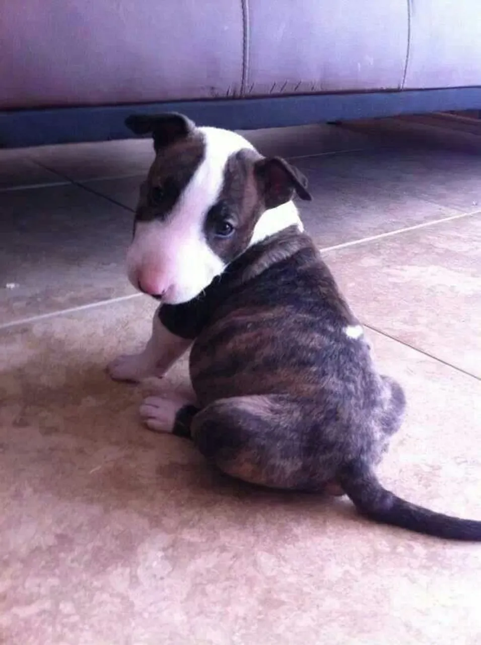 Macho de Bull Terrier à Venda