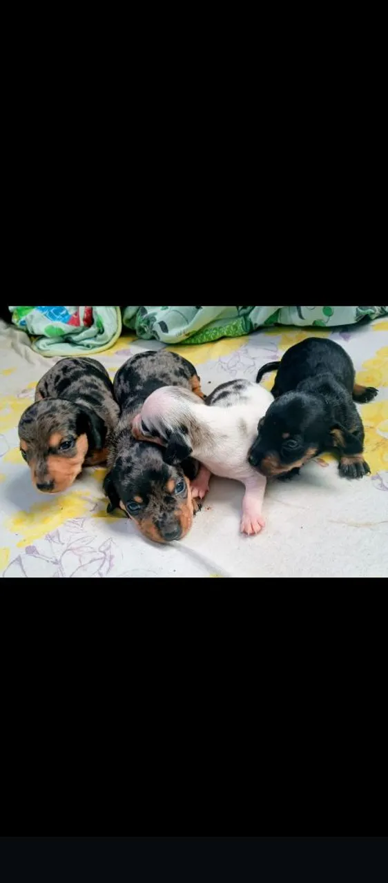 Filhotes de Dachshund disponíveis