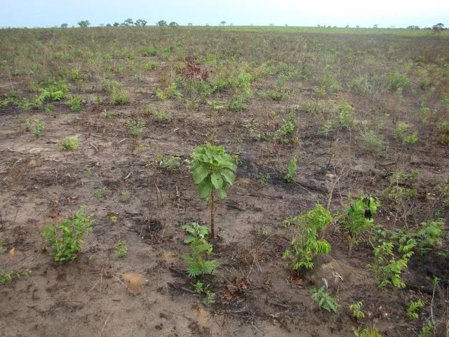 Fazenda em São Bernardo do Maranhão