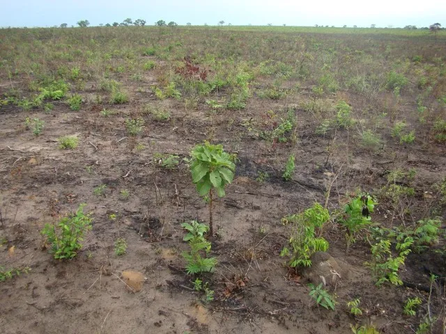 Fazenda em São Bernardo do Maranhão