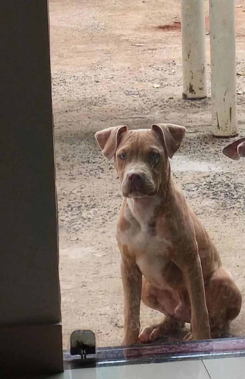 Vende-se filhote macho de Pit Monster  