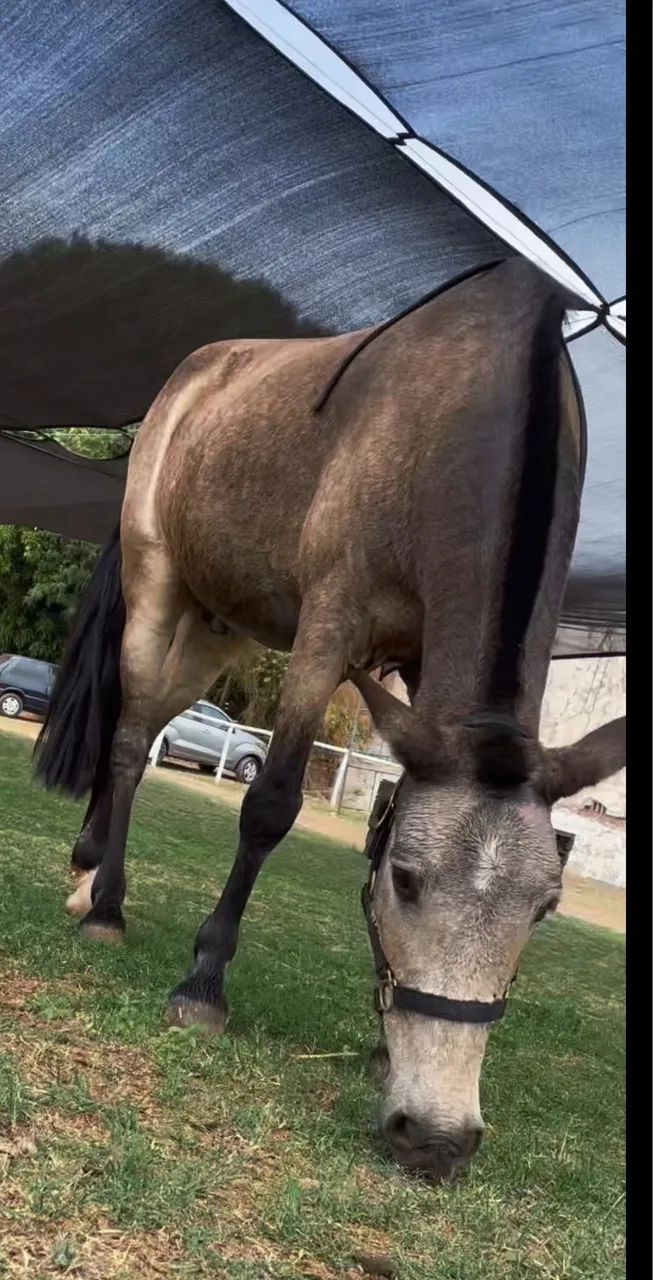 Vende-se  cavalo mangalarga  - Foto 3