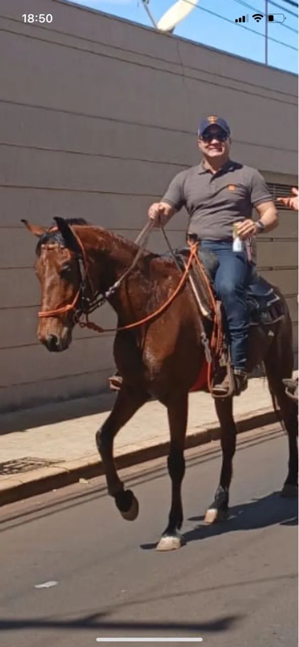 Cavalo mangalarga marchador  - Foto 6