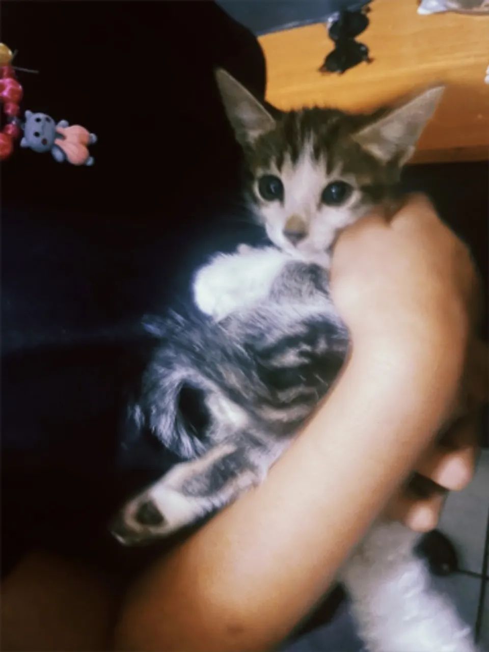 3 gatinhos para doação  - Foto 2