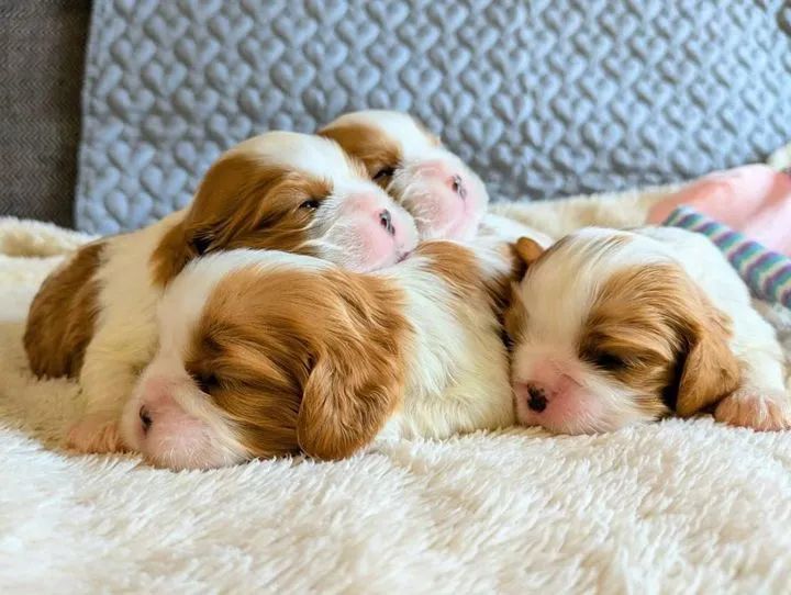 Filhotes Cavalier King Charles Spaniel - Foto 3