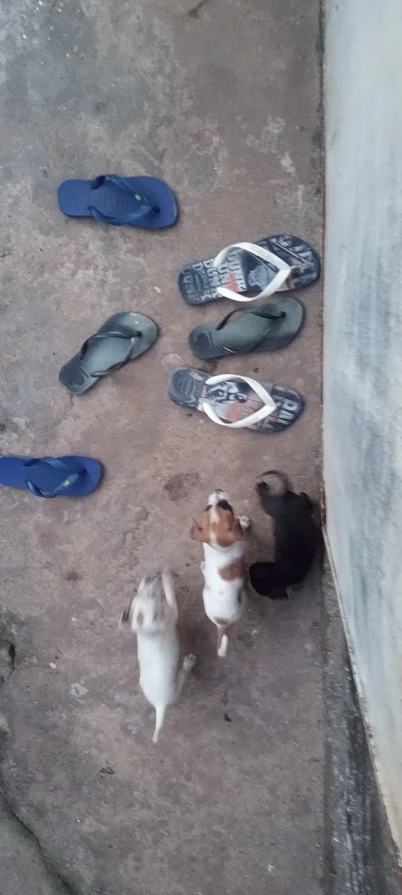 Filhotes lindos e brincalhões