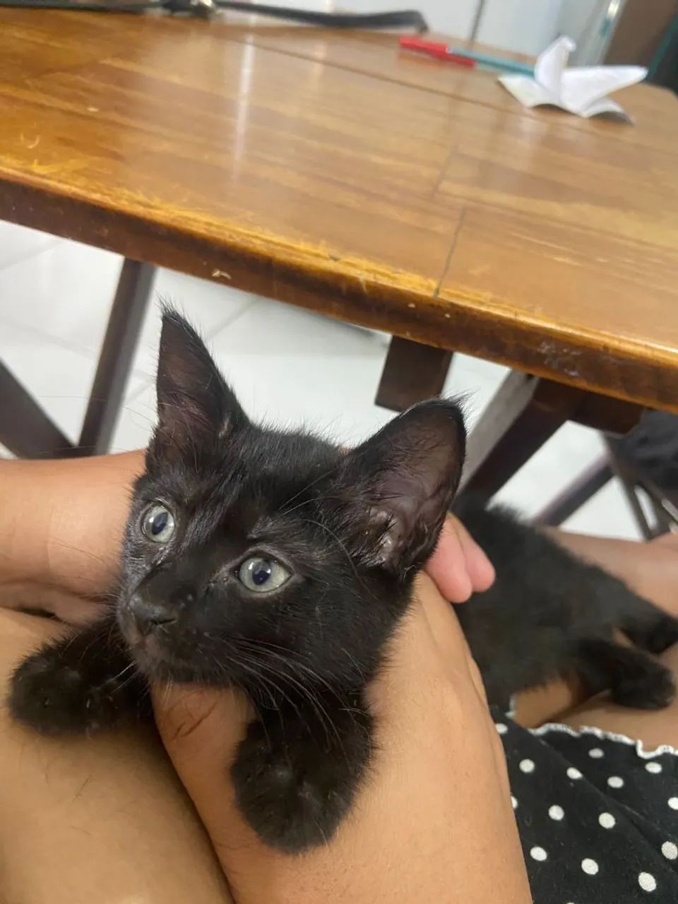 Adoção responsável fêmea  - Foto 4