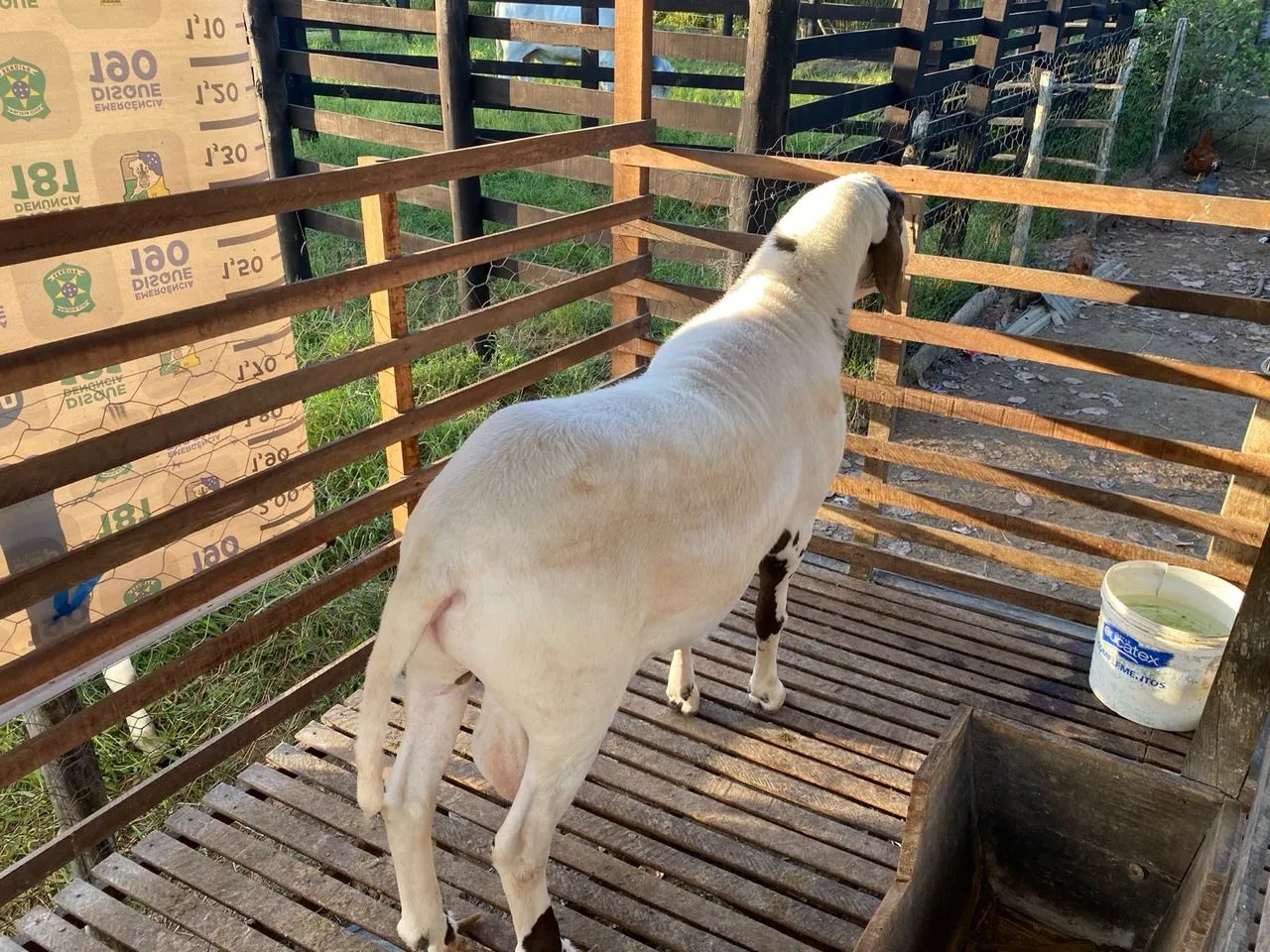 Vendo Carneiro Reprodutor  - Foto 5