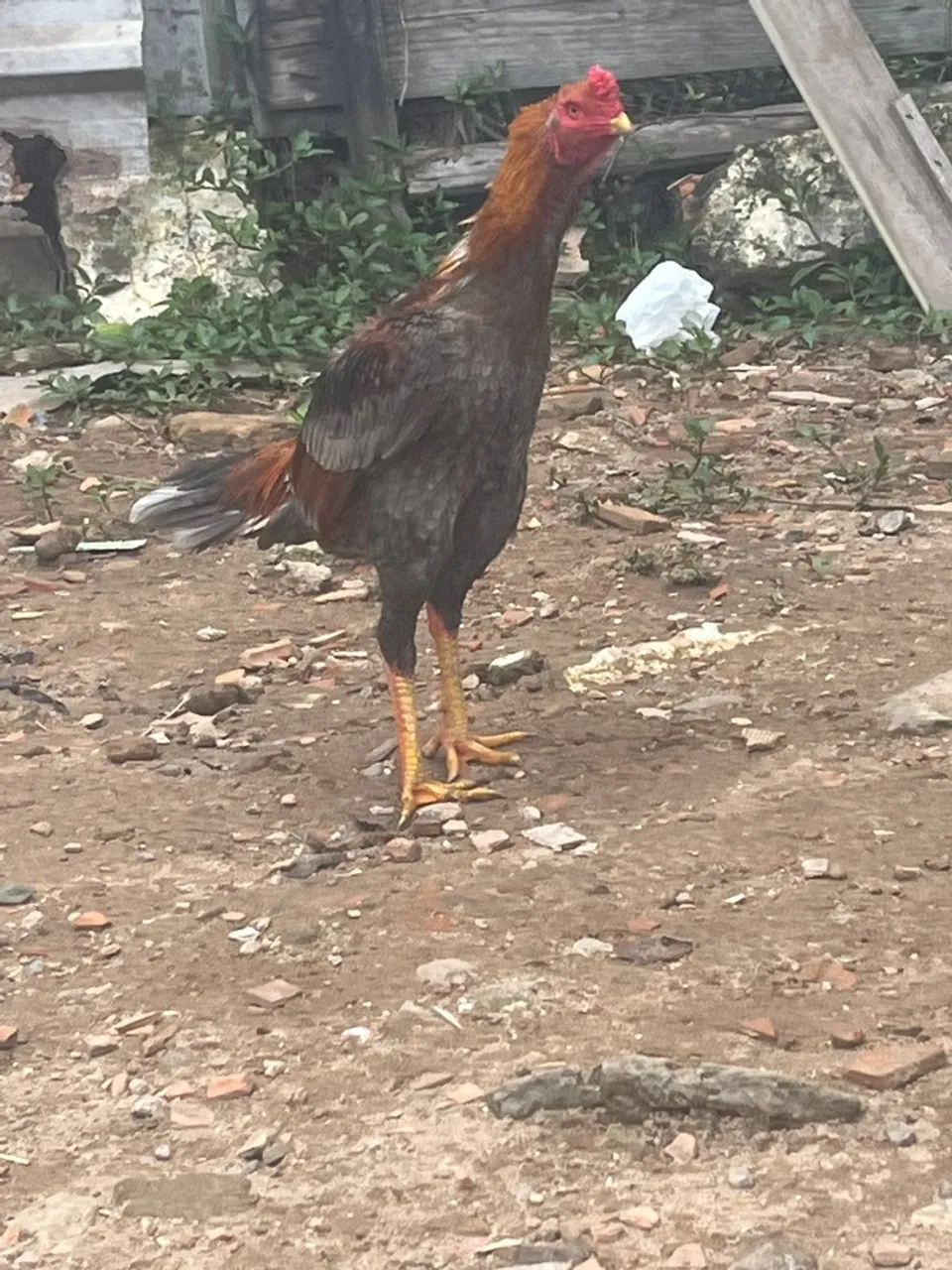 Galo de raça