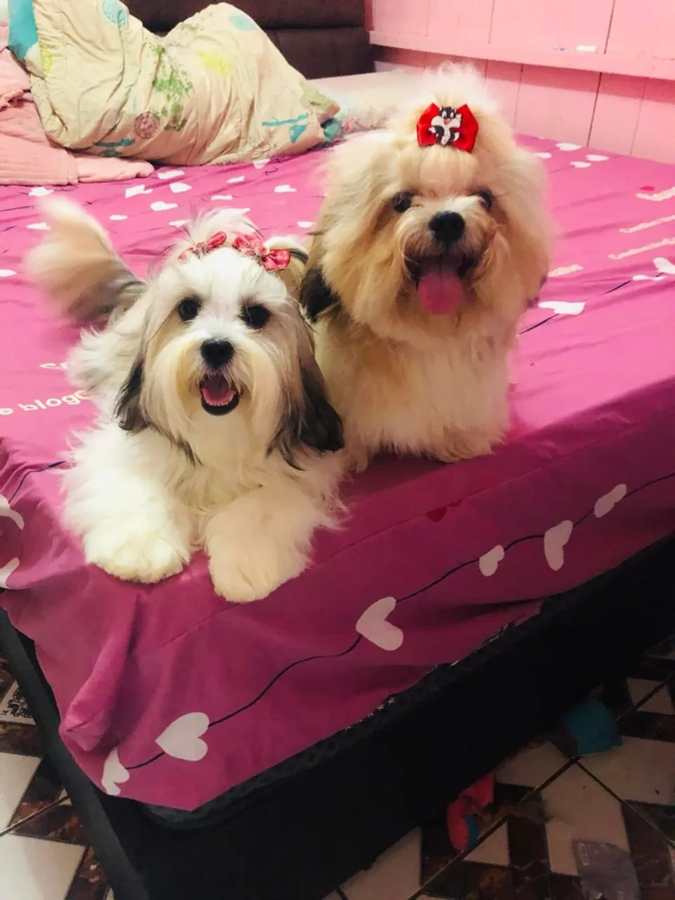 Shih Tzus fofinhos para venda