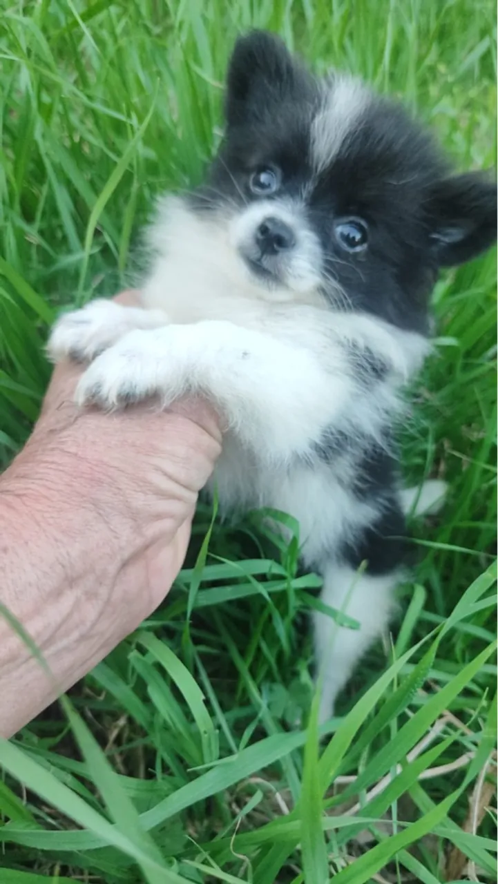 Lulu Pomerania fêmeas