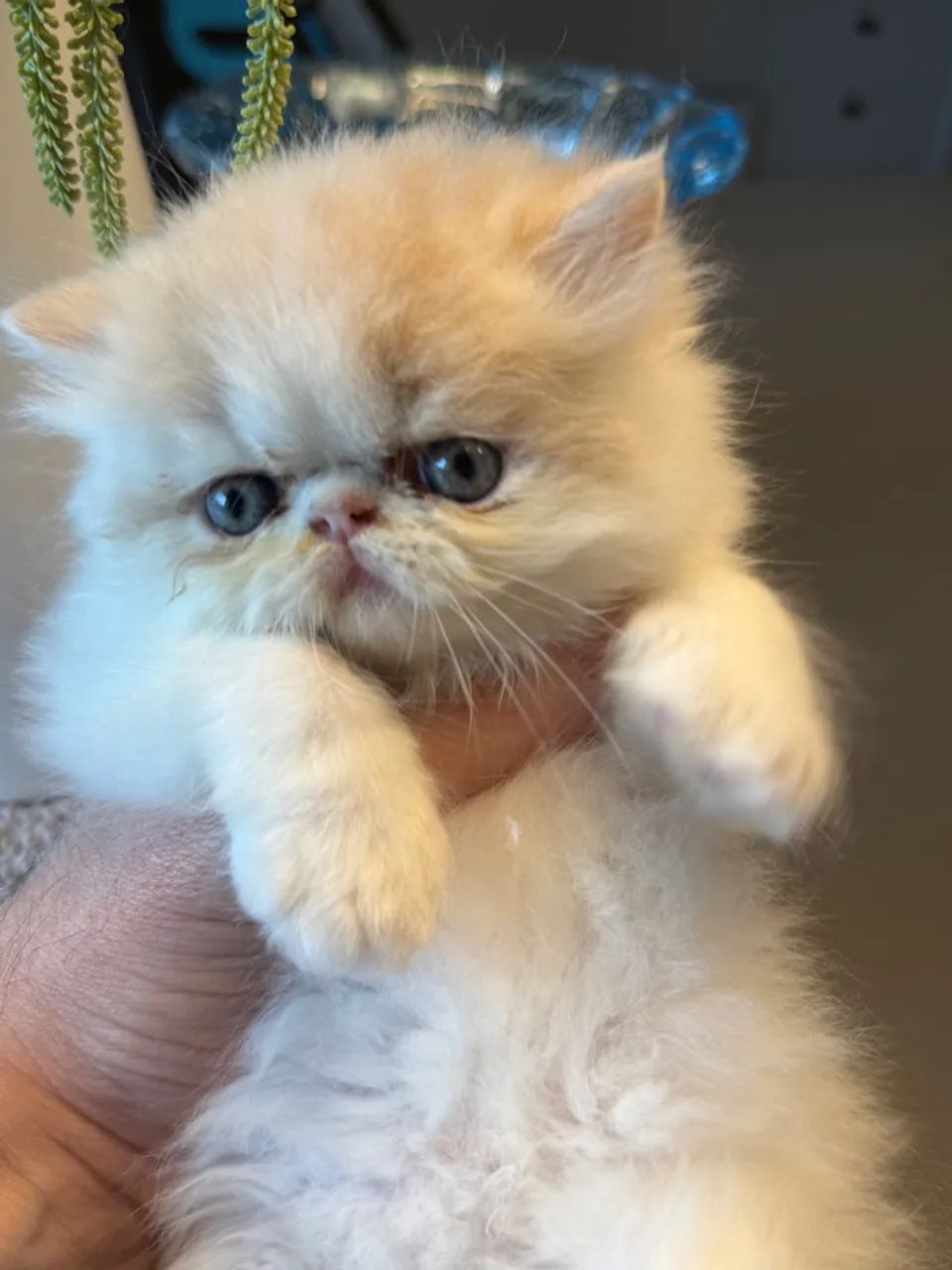 Gatinho Persa - Filhote Macho  - Foto 4