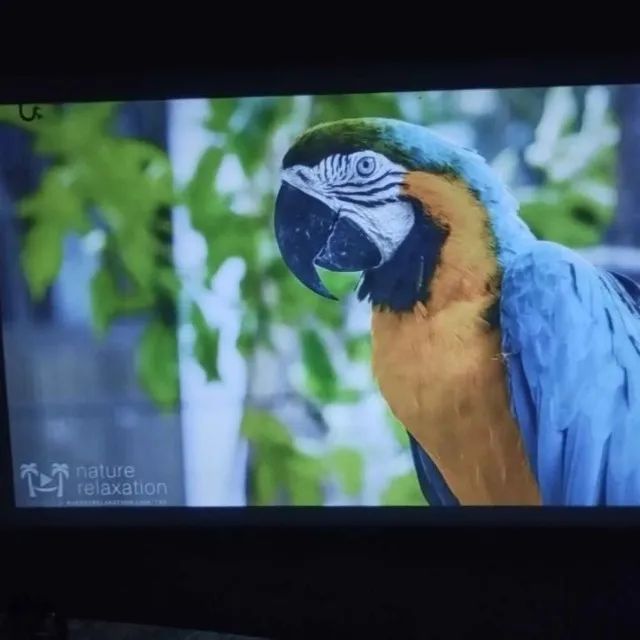 Projetor + tela de projeção de 110 polegadas