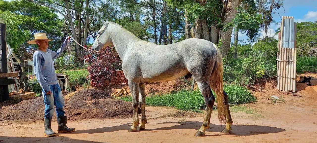 Mangalarga Marchador registrado 