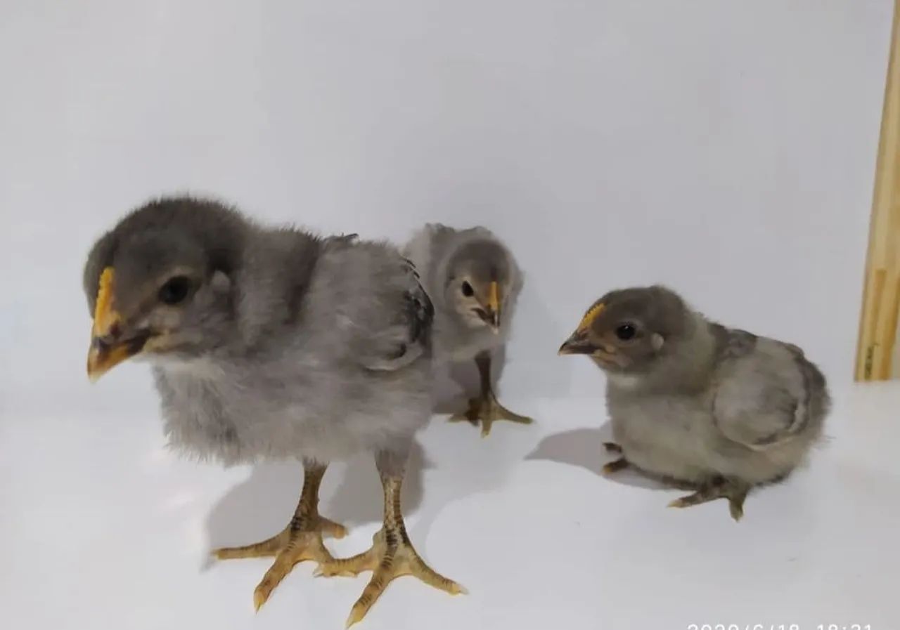 Pintinhos Gris Cendre 30 dias - Foto 2