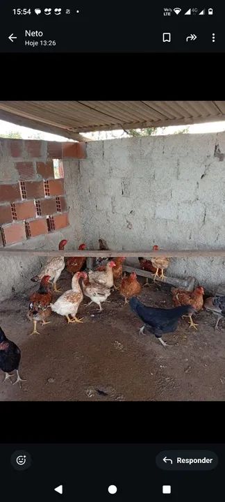 Galinha caipira  - Foto 3